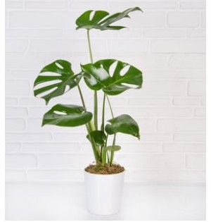 Monstera 